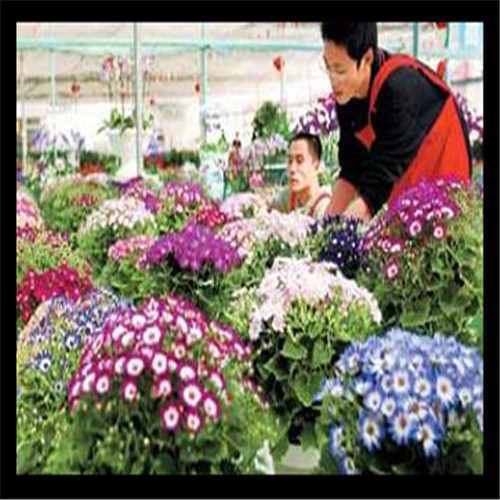 植瘦效果怎么样（草本养瘦多少钱一盒）
