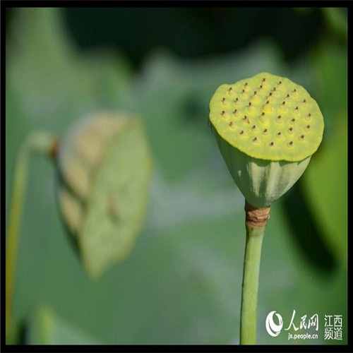 亲人去世变成天上的星星（人死后变成星星的故事）
