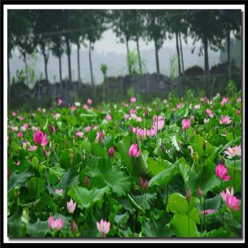 小雨点落下来的声音是（小雨点儿还会落在哪里）