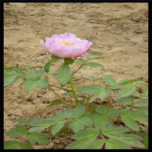 菊花决明子茶的功效与作用（菊花决明子茶怎么配）