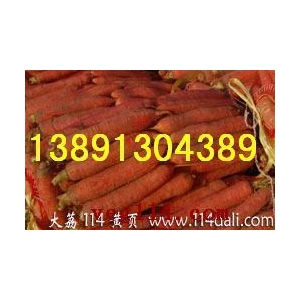 陕西大荔冷库红萝卜基地，冷库红萝卜产地价格