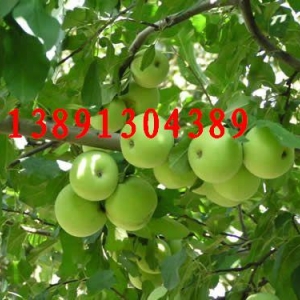 陕西早熟青苹果产地价格，早熟藤木苹果，陈阳苹果基地行情