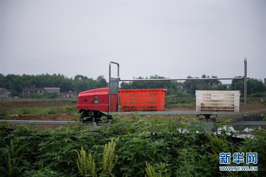 （图文互动）（3）湖南湘潭一养殖基地为小龙虾建起“小火车”